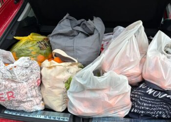 Artvin’de hasat bereketi: Poşet yetmedi, araçların içi doldu taştı