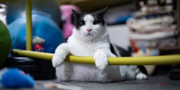 Tartıda 12 kiloyu gören Boncuk, diyet ve pilatesle zayıflıyor