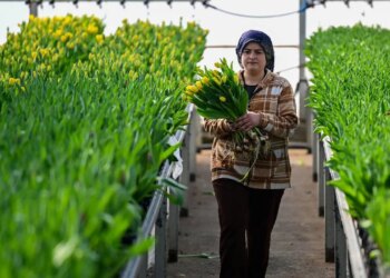 Ne toprak ne gübre! Su dolu kasalarda yetişiyor! Talebe yetişemiyorlar…