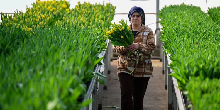 Ne toprak ne gübre! Su dolu kasalarda yetişiyor! Talebe yetişemiyorlar…