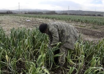 Binlerce dekar mahsul para etmedi: Maliyet 15 lira, satış 10 lira!