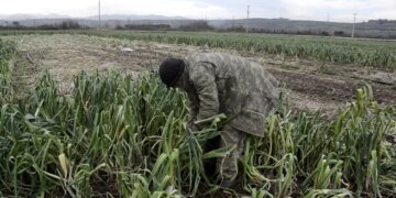 Binlerce dekar mahsul para etmedi: Maliyet 15 lira, satış 10 lira!