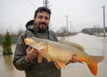 Meriç Nehri çekildi, geriye 7 kiloluk sürpriz kaldı: Tarlasında dev balık buldu