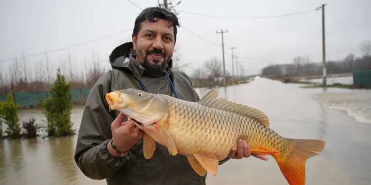 Meriç Nehri çekildi, geriye 7 kiloluk sürpriz kaldı: Tarlasında dev balık buldu