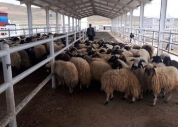 Valilik mandıra projesi için önce demiryollarından görüş istedi ardından ÇED istedi