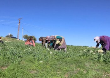 Atıl arazide yetiştirildi, üretim 10 kat arttı!