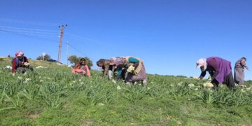 Atıl arazide yetiştirildi, üretim 10 kat arttı!