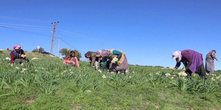 Atıl arazide yetiştirildi, üretim 10 kat arttı!