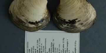 Bilim dünyasını sarsan keşif: 507 yıl yaşadı, bulunduğu gün öldü