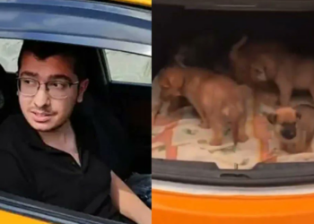 Hayvan Katili Doktora Ödül Gibi Ceza