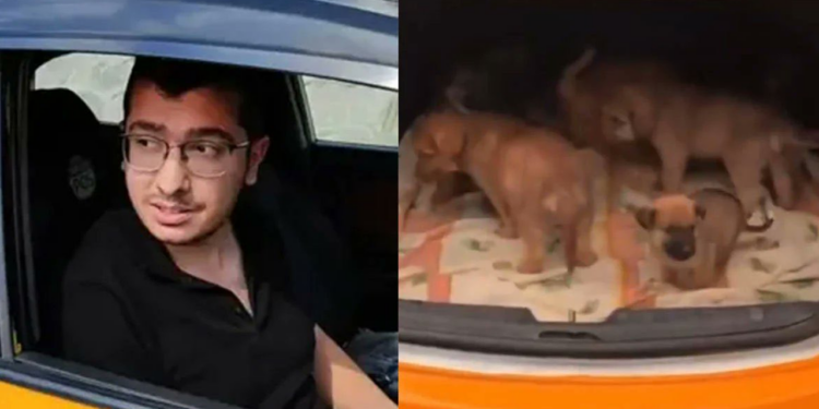 Hayvan Katili Doktora Ödül Gibi Ceza