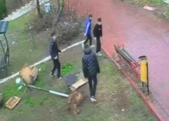 Kuş Yuvasına Zarar Veren 4 Çocuğa Ev Hapsi