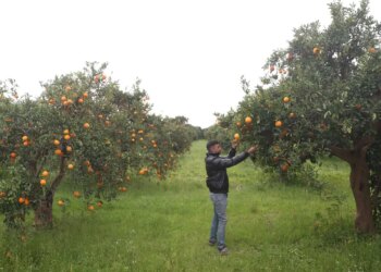 Günde 500 ton mahsul toplanıyor: Bahçede 15 TL…