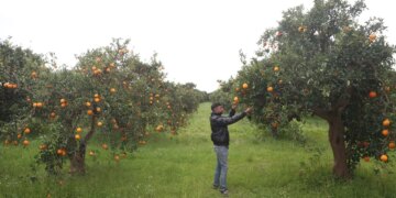 Günde 500 ton mahsul toplanıyor: Bahçede 15 TL…