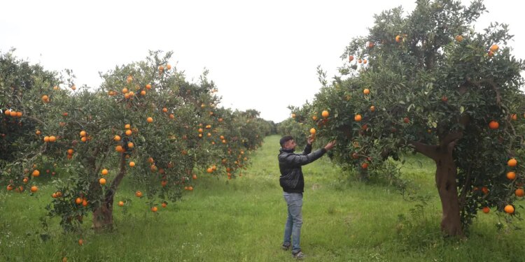 Günde 500 ton mahsul toplanıyor: Bahçede 15 TL…