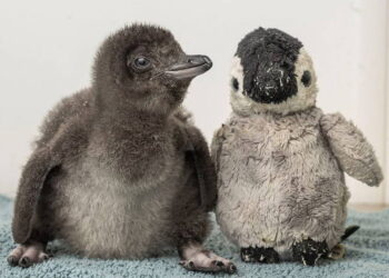 Punch’tan sonra peluşla teselli bulan penguen gündemde