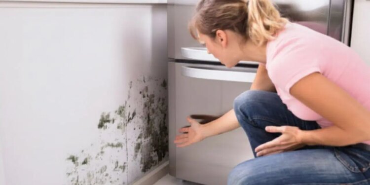 Sağlığı tehdit eden küf ve rutubet sorunu: Evinizdeki yüksek nem belirtileri ve çözüm yolları