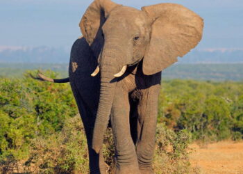 Fillerin hortumundaki kedi bıyığını andıran kılların işlevi ortaya çıkarıldı