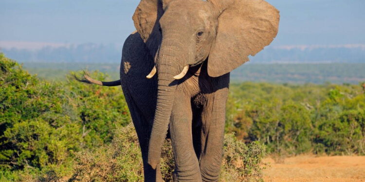 Fillerin hortumundaki kedi bıyığını andıran kılların işlevi ortaya çıkarıldı
