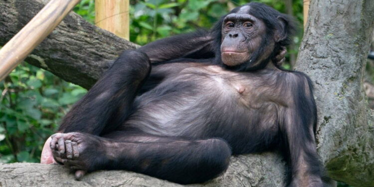 Bilim dünyasında ezber bozan deney: Boş bardaktan ‘hayali’ su içen Kanzi, insanlık tanımını değiştirdi!