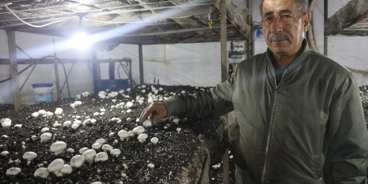 Varını yoğunu satıp kurduğu 3 çadırda üretim yapıyor: Yılda 3 kez hasat yapıyor….