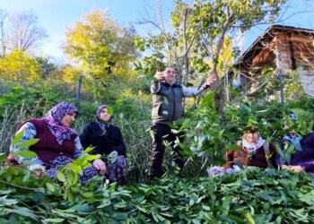 Orman köylüsü tarafından yetiştiriliyor: Milyonlarca lira gelir elde ediyorlar…