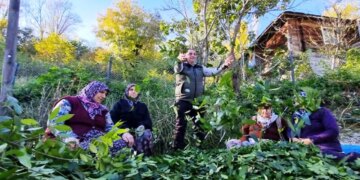 Orman köylüsü tarafından yetiştiriliyor: Milyonlarca lira gelir elde ediyorlar…