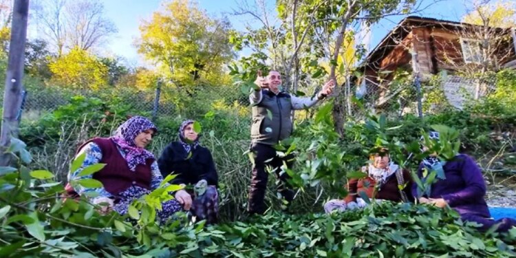 Orman köylüsü tarafından yetiştiriliyor: Milyonlarca lira gelir elde ediyorlar…