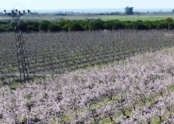 20 Mayıs’ta başlayacak! Erken gelen sıcaklar hasat beklentisini yükseltti