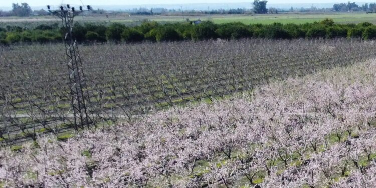 20 Mayıs’ta başlayacak! Erken gelen sıcaklar hasat beklentisini yükseltti