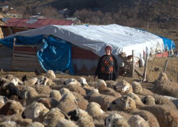 Besiciler artan maliyetler nedeniyle hayvancılık yapamayacak durumda