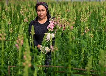 Karanfile alternatif olarak üretildi: Deneme amaçlı ekildi, Avrupa pazarında yer buldu!