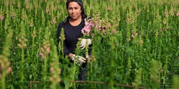 Karanfile alternatif olarak üretildi: Deneme amaçlı ekildi, Avrupa pazarında yer buldu!