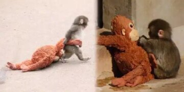 Maymun Punch’ın dramı bitmiyor: Dövüp gölete attılar!