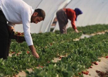 Köprübaşı’nda  üreticinin yüzü gülüyor: Altın sezonunu yaşıyor! Kilosu 200 TL…