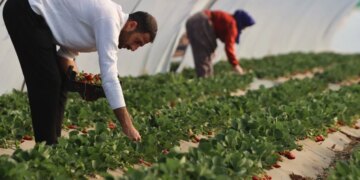 Köprübaşı’nda  üreticinin yüzü gülüyor: Altın sezonunu yaşıyor! Kilosu 200 TL…