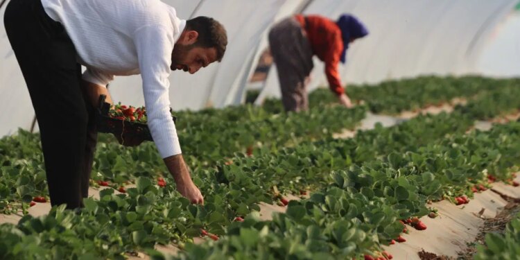 Köprübaşı’nda  üreticinin yüzü gülüyor: Altın sezonunu yaşıyor! Kilosu 200 TL…