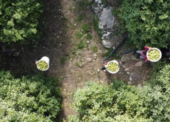 Geçen yıl 5 liraydı, bu yıl 50 TL! 1 Milyon tonluk hasatta son 15 Gün!