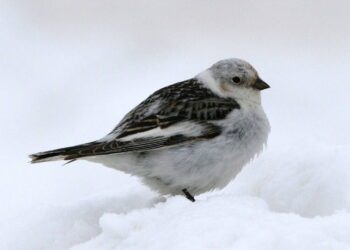 Kar kirazı kuşu nedir? Kar kirazı kuşu gerçekte var mı?