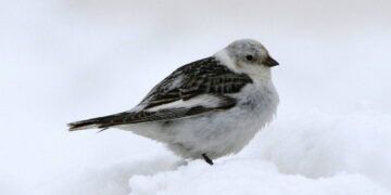 Kar kirazı kuşu nedir? Kar kirazı kuşu gerçekte var mı?