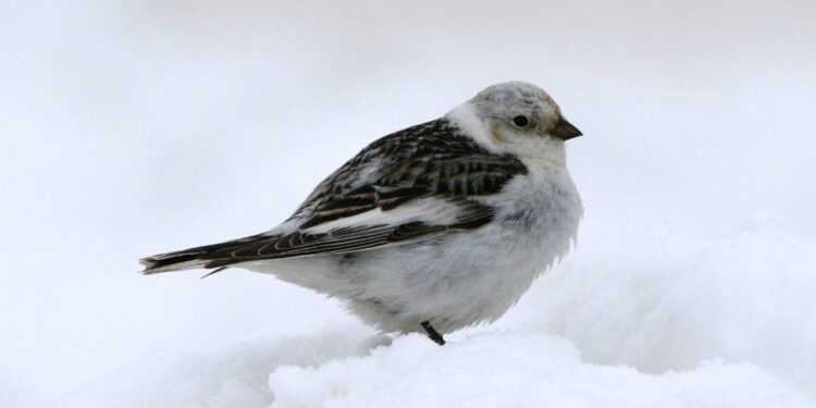 Kar kirazı kuşu nedir? Kar kirazı kuşu gerçekte var mı?