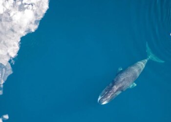 Uzun yaşamın şifresi okyanustan geldi: İnsan ömrü 200 yıla çıkabilir