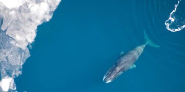 Uzun yaşamın şifresi okyanustan geldi: İnsan ömrü 200 yıla çıkabilir