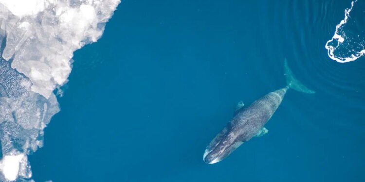 Uzun yaşamın şifresi okyanustan geldi: İnsan ömrü 200 yıla çıkabilir