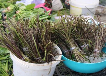 Salatalardan çorbalara, zeytinyağlı yemeklerden bitki çaylarına Muğlalıların vazgeçilmez otu 125 TL!