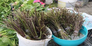 Salatalardan çorbalara, zeytinyağlı yemeklerden bitki çaylarına Muğlalıların vazgeçilmez otu 125 TL!