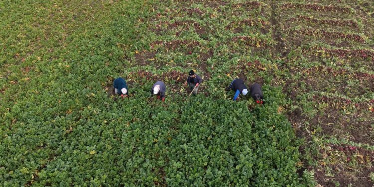 Yan gelir olarak ekilmişti, şimdi bölgenin geçim kaynağı