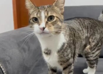 Zonguldak’ta şaşkınlık yaratan olay: Kedinin midesinden vantuz çıktı!