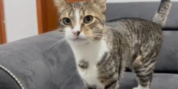 Zonguldak’ta şaşkınlık yaratan olay: Kedinin midesinden vantuz çıktı!