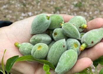 Datça’nın yeşil altınında hasat başladı: Kilosu 1000 TL!